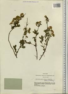 Spiraea media F. Schmidt, Siberia, Central Siberia (S3) (Russia)