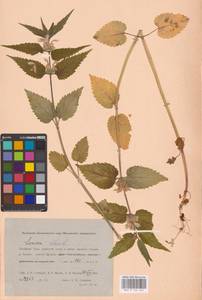MHA 0 154 427, Lamium album L., Siberia, Western Siberia (S1) (Russia)