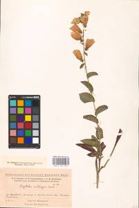 MHA 0 161 239, Digitalis grandiflora Mill., Eastern Europe, Eastern region (E10) (Russia)