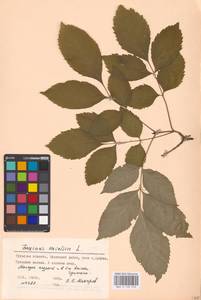 Fraxinus excelsior L., Eastern Europe, Central region (E4) (Russia)