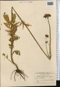 Valeriana dubia Bunge, Middle Asia, Northern & Central Tian Shan (M4) (Kyrgyzstan)