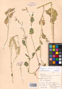 Raphanus sativus L., Eastern Europe, Moscow region (E4a) (Russia)