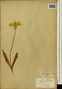 Ornithogalum, Africa (AFR) (South Africa)