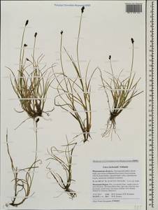 Carex lachenalii Schkuhr , nom. cons., Eastern Europe, Northern region (E1) (Russia)