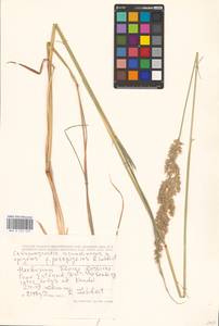 Calamagrostis acutiflora (Schrad.) DC., Eastern Europe, Estonia (E2c) (Estonia)