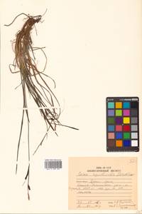 Carex rigidioides (Gorodkov) V.I.Krecz., Siberia, Russian Far East (S6) (Russia)