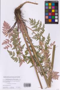 Seseli libanotis (L.) W.D.J.Koch, Eastern Europe, Moscow region (E4a) (Russia)