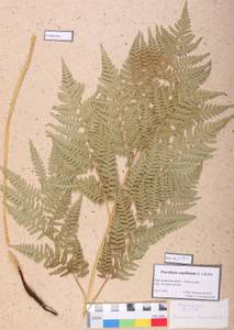 Pteridium aquilinum (L.) Kuhn, Siberia, Central Siberia (S3) (Russia)