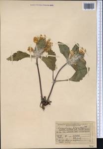 Phlomoides fulgens (Bunge) Adylov, Kamelin & Makhm., Middle Asia, Pamir & Pamiro-Alai (M2) (Kyrgyzstan)