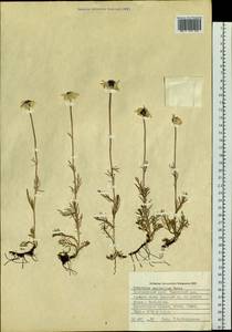 Tanacetum pulchrum (Ledeb.) Sch. Bip., Siberia, Altai & Sayany Mountains (S2) (Russia)