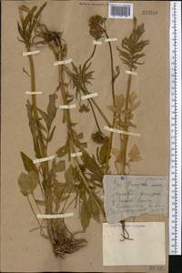 Valeriana dubia Bunge, Middle Asia, Northern & Central Kazakhstan (M10) (Kazakhstan)
