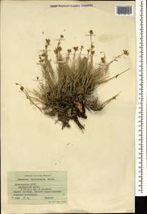 Reaumuria alternifolia subsp. alternifolia, Caucasus, Dagestan (K2) (Russia)