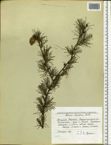 Larix decidua (L.) Mill., Eastern Europe, West Ukrainian region (E13) (Ukraine)