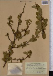 Prunus triloba Lindl., Middle Asia, Western Tian Shan & Karatau (M3) (Kyrgyzstan)