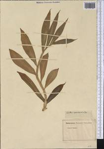 Hellenia speciosa (J.Koenig) S.R.Dutta, America (AMER) (Not classified)