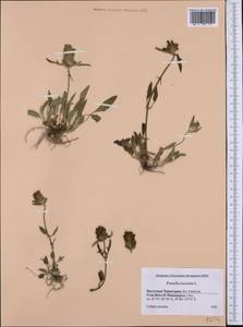Prunella laciniata (L.) L., Western Europe (EUR) (Montenegro)