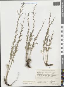 Artemisia marschalliana Spreng., Caucasus, Azerbaijan (K6) (Azerbaijan)