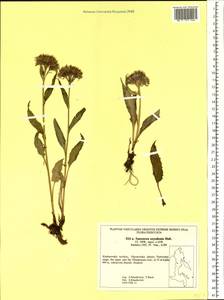 Saussurea nuda var. oxyodonta (Hultén) Vorosch., Siberia, Russian Far East (S6) (Russia)
