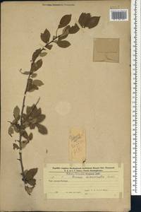 Prunus cerasifera Ehrh., Caucasus, Azerbaijan (K6) (Azerbaijan)