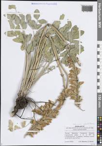 Hedysarum grandiflorum Pall., Eastern Europe, Middle Volga region (E8) (Russia)