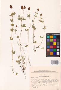 Trifolium spadiceum L., Eastern Europe, Central forest-and-steppe region (E6) (Russia)