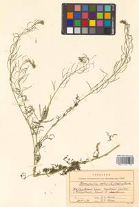 Descurainia sophia (L.) Webb ex Prantl, Siberia, Russian Far East (S6) (Russia)