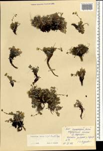 Potentilla sericea L., Mongolia (MONG) (Mongolia)
