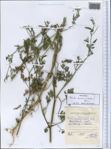 Torilis arvensis (Huds.) Link, Middle Asia, Western Tian Shan & Karatau (M3) (Tajikistan)