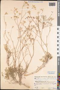 Pimpinella tragium Vill., Eastern Europe, North Ukrainian region (E11) (Ukraine)