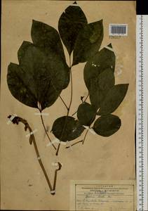 Paeonia obovata Maxim., Siberia, Russian Far East (S6) (Russia)