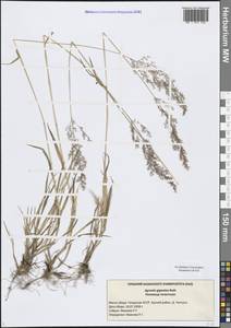 Agrostis gigantea Roth, Eastern Europe, Middle Volga region (E8) (Russia)