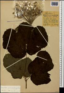 Heracleum ponticum (Lipsky) Schischk. ex Grossh., Caucasus, Abkhazia (K4a) (Abkhazia)