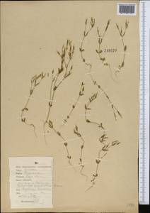 Centaurium pulchellum, Middle Asia, Northern & Central Kazakhstan (M10) (Kazakhstan)
