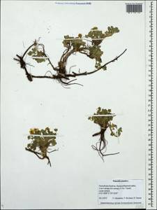 Potentilla acaulis L., Siberia, Baikal & Transbaikal region (S4) (Russia)
