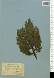 Juniperus excelsa M.Bieb., Crimea (KRYM) (Russia)