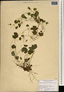 Hydrocotyle sibthorpioides Lam., Africa (AFR) (South Africa)
