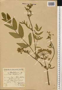 Sium latifolium L., Eastern Europe, Belarus (E3a) (Belarus)