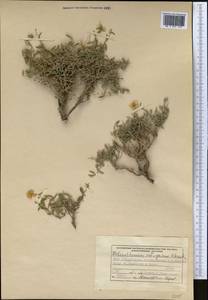 Helianthemum songaricum Schrenk, Middle Asia, Pamir & Pamiro-Alai (M2) (Kyrgyzstan)