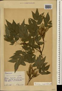 Fraxinus angustifolia Vahl , nom. cons., Crimea (KRYM) (Russia)