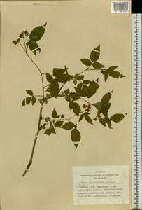 Rubus sachalinensis H. Lév., Siberia, Altai & Sayany Mountains (S2) (Russia)