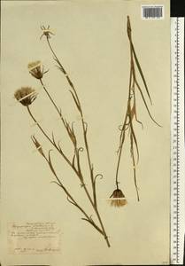 Tragopogon pratensis L., Eastern Europe, Central forest-and-steppe region (E6) (Russia)