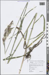 Bromus inermis Leyss., Siberia, Baikal & Transbaikal region (S4) (Russia)