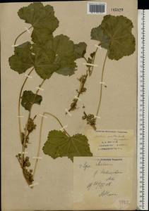 Malva pusilla Sm., Eastern Europe, Eastern region (E10) (Russia)