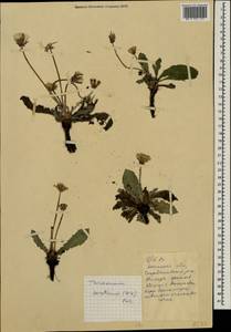Taraxacum serotinum (Waldst. & Kit.) Poir., Eastern Europe, South Ukrainian region (E12) (Ukraine)
