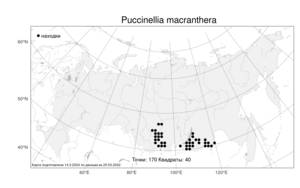 Puccinellia macranthera (V.I.Krecz.) Norl., Atlas of the Russian Flora (FLORUS) (Russia)