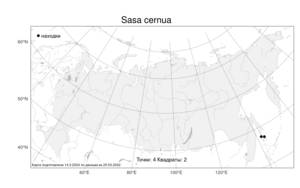 Sasa cernua Makino, Atlas of the Russian Flora (FLORUS) (Russia)