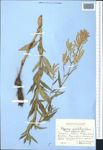 Koenigia alpina (All.) T.M.Schust. & Reveal, Middle Asia, Dzungarian Alatau & Tarbagatai (M5) (Kazakhstan)