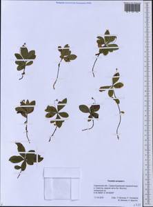 Lysimachia europaea (L.) U.Manns & Anderb., Siberia, Russian Far East (S6) (Russia)