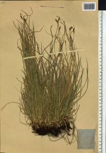 Carex pediformis C.A.Mey., Siberia, Altai & Sayany Mountains (S2) (Russia)