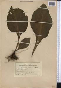 Carpesium macrocephalum Franch. & Sav., Siberia, Russian Far East (S6) (Russia)